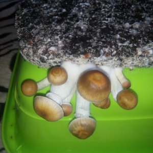 Psylocybe cubensis Pink Buffalo.jpg