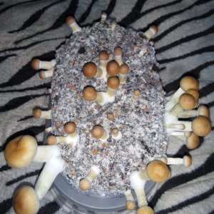 Psylocybe cubensis Pink Buffalo.jpg