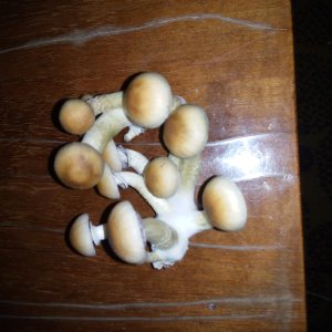 Psylocybe cubensis Pink Buffalo.jpg