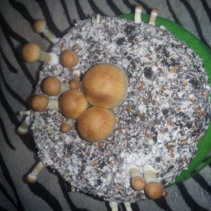 Psylocybe cubensis Pink Buffalo.jpg