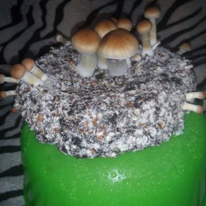 Psylocybe cubensis Pink Buffalo.jpg