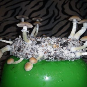 Psylocybe cubensis Pink Buffalo.jpg