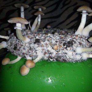 Psylocybe cubensis Pink Buffalo.jpg