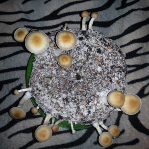 Psylocybe cubensis Pink Buffalo.jpg