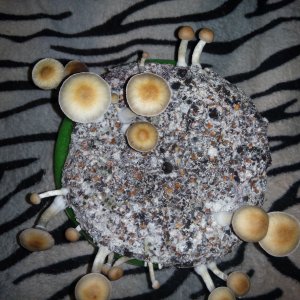 Psylocybe cubensis Pink Buffalo.jpg