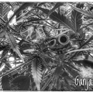 GanjaLive-конкурс найди меня