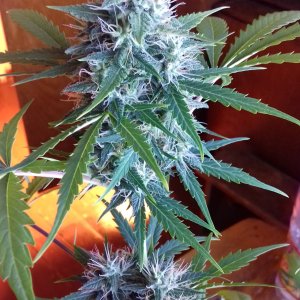 Auto White Russian1.jpg