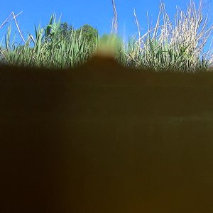 Невидь что 2017-05-20.JPG