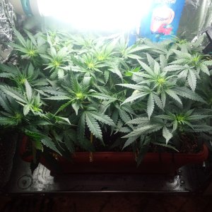 Sensi Star fem.