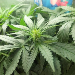 Sensi Star fem.