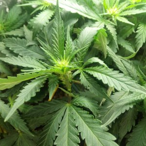 Sensi Star fem.