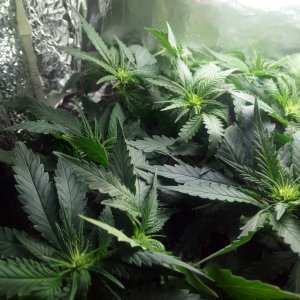 Sensi Star fem.