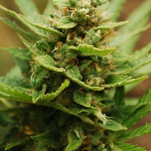 ak-krim2-harvest.jpg