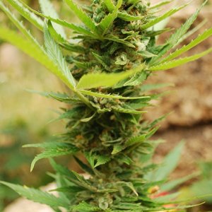 ak-krim2-harvest2.jpg