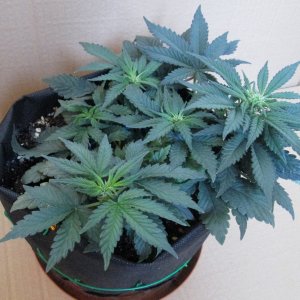 Tangie'matic 03