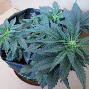 Tangie'matic 02