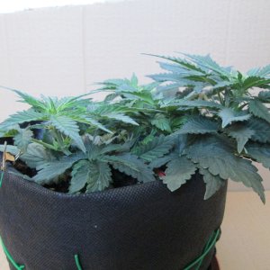 Tangie'matic 01
