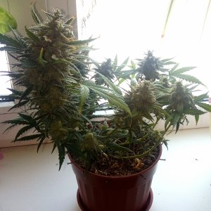 Killer Kush auto fem. 02