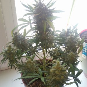 Killer Kush auto fem. 01