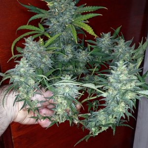 Killer Kush auto fem. 04
