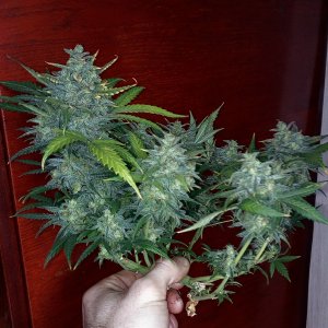 Killer Kush auto fem. 03
