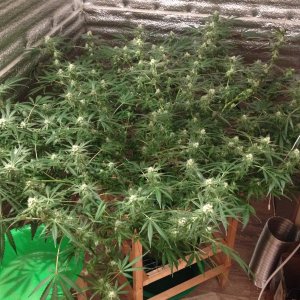 Serious Seeds - AK-47 (клон)