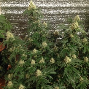Tangerine Dream (Barney*s farm)