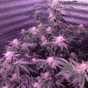 Peyot Cookies (Barney*s farm)