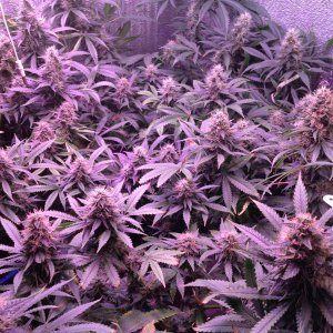 Jack Herrer (GH Seeds)