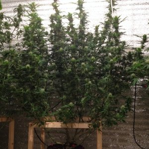 G-13 Heze (Barney*s farm)