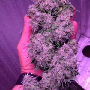 Northern Light