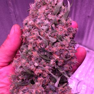 Black Domina