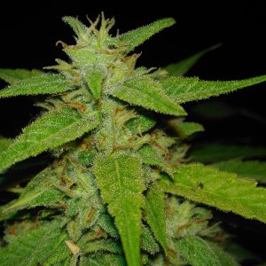 Auto jack