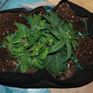 Blueberry auto fem. 04
