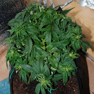 Blueberry auto fem. 05