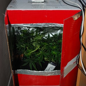 Blueberry auto fem. 03
