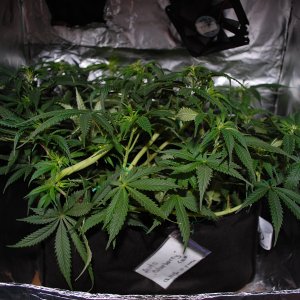 Blueberry auto fem. 01