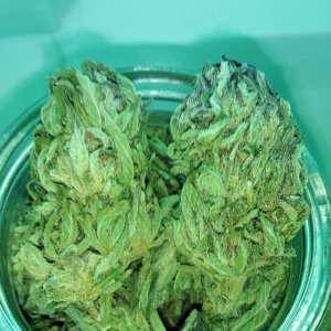 ubc chemo f.f. 2018