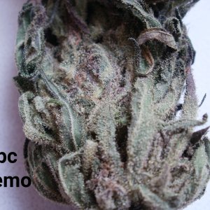 ubc chemo