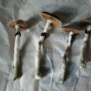 cubensisorissa харвест