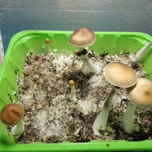 cubensisorissa рост