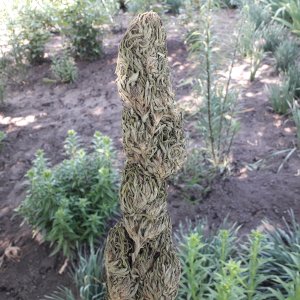 og kush аут 2019