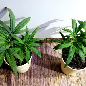 Blue Dream