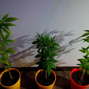 Mystic Sativa