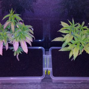 Animal Cookies