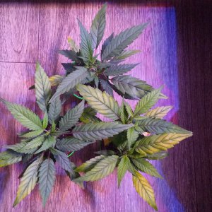 Blueberry