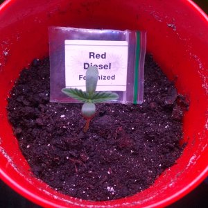 Red Diesel