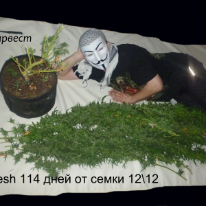 харвест_1_-_копия.png