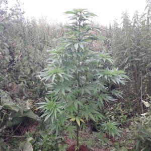 Sweet seeds F1 FV
