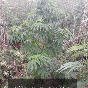 Killer Kush Out